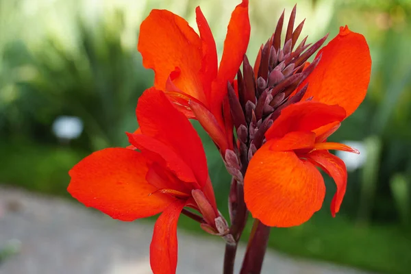 Ένα Κοντινό Πλάνο Ενός Κόκκινου Λουλουδιού Canna — Φωτογραφία Αρχείου