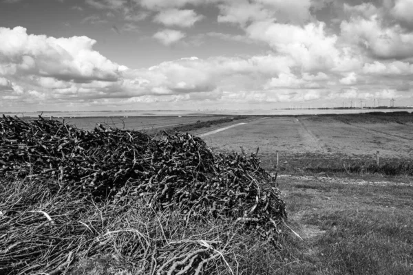 Een Grijswaarden Shot Van Van Hout Staafjes Een Grasland Een — Stockfoto