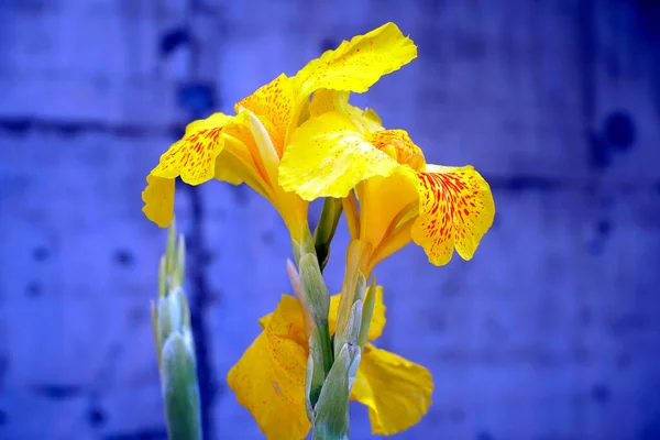青い背景に黄色の虹彩の花の閉鎖 — ストック写真