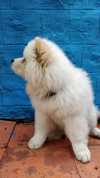 Plan Vertical Chien Chow Chow Blanc Moelleux Devant Mur Bleu — Photo