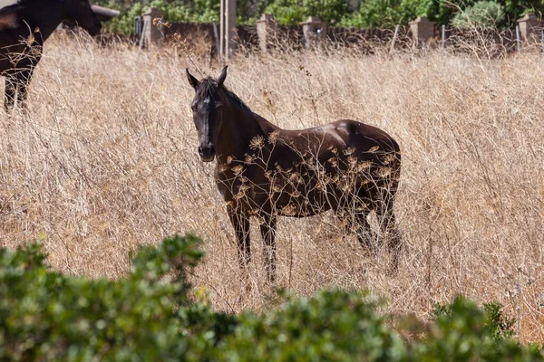 Brązowe Dzikie Konie Polu — Zdjęcie stockowe