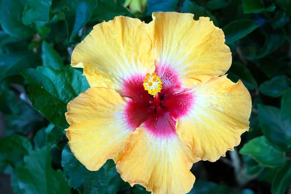 Gros Plan Une Fleur Hibiscus Hawaïen Pourpre — Photo