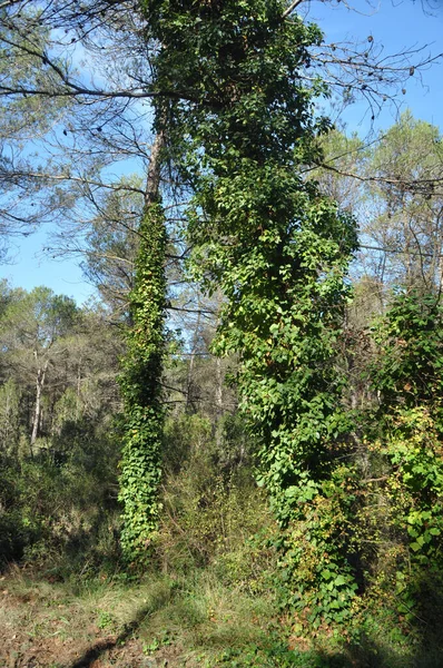 登る植物で覆われた2本の木の垂直ショット — ストック写真