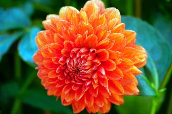 Närbild Orange Dahlia — Stockfoto