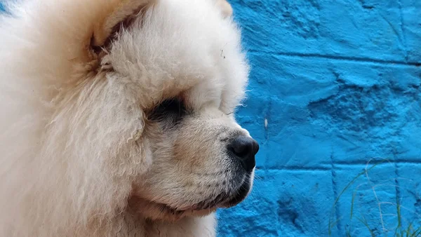 Primer Plano Perro Mullido Blanco Frente Una Pared Azul — Foto de Stock