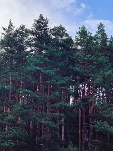 Ψηλά Δέντρα Στο Δάσος Ιδανικό Για Ταπετσαρίες — Φωτογραφία Αρχείου