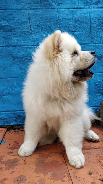Eine Vertikale Aufnahme Eines Flauschigen Weißen Chow Chow Hundes Vor — Stockfoto