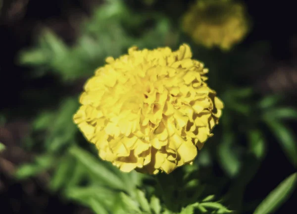 Selective Focus Shot Yellow Marigold Blossom — Stock Photo, Image