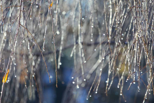 Closeup Shot Raindrops Tree Branches — Stock Photo, Image