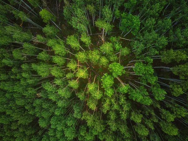 Pinheiro Verde Fresco Atirado Primavera Com Drone — Fotografia de Stock