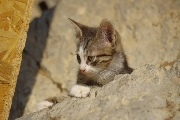 かわいい子猫のクローズアップショット — ストック写真