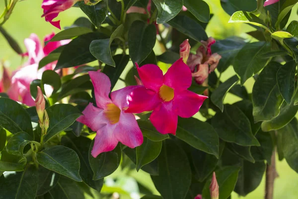 Tiro Close Belas Flores Rocktrumpet Rosa Arbusto — Fotografia de Stock