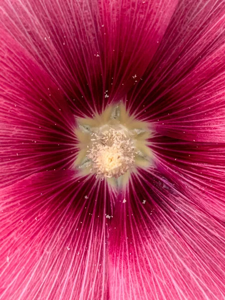 Närbild Bild Den Vackert Blommiga Hollyhock Blomma — Stockfoto