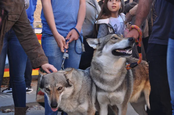 混雑した場所でかわいい灰色の犬のクローズアップショット — ストック写真