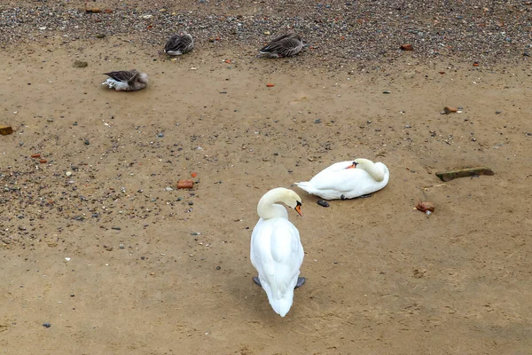 Tiro Ângulo Alto Cisnes Gaivotas Juvenis Descansando Terra Seca — Fotografia de Stock