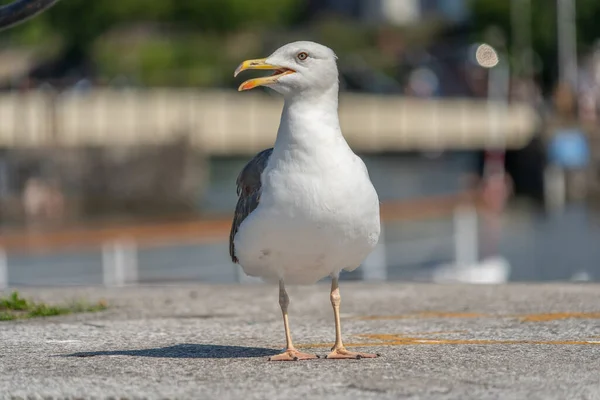 Die Weiße Und Graue Möwe Steht Auf Dem Boden — Stockfoto