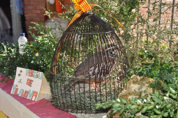 Gros Plan Oiseau Brun Dans Une Cage Métallique — Photo