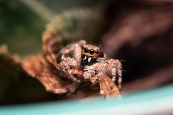 Tiro Macro Uma Pequena Aranha Uma Folha Aloé Vera — Fotografia de Stock