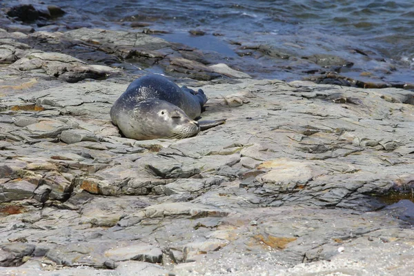 一只可爱的海狮躺在海面上的岩石上 拍了一张高角的照片 — 图库照片