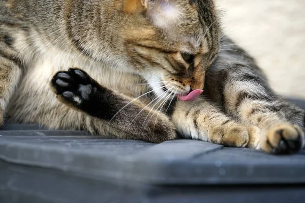 Nahaufnahme Einer Süßen Katze Auf Der Straße — Stockfoto