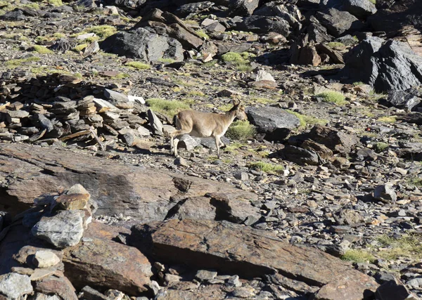 Una Capra Montagna Piedi Sulle Rocce — Foto Stock