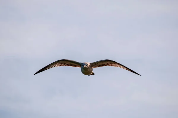 一只海鸥在多云的天空下低角飞行的镜头 — 图库照片