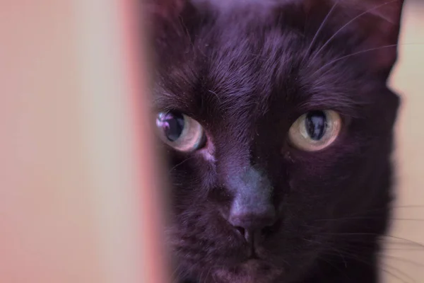 Foco Seletivo Rosto Gato Preto Olhando Diretamente Para Câmera — Fotografia de Stock