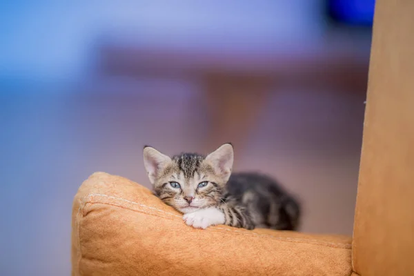 Closeup Cute Kitten Resting Sofa — Stock Photo, Image
