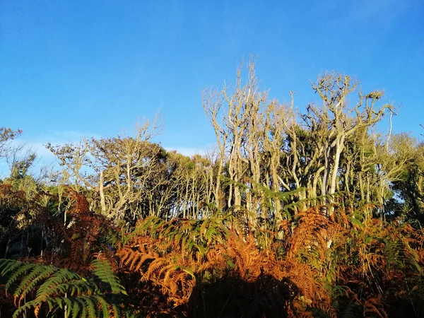 Vacker Bild Höga Torra Träd Och Växter Klarblå Himmel — Stockfoto