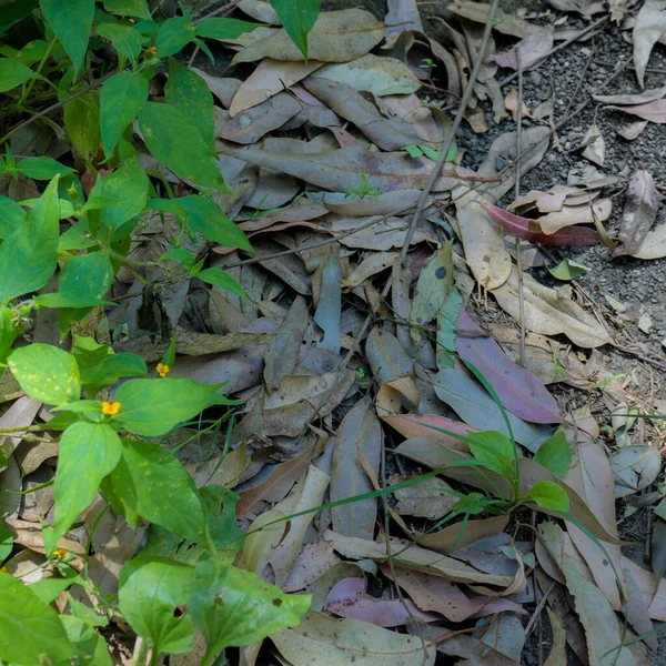 Une Vue Dessus Des Feuilles Tombées Sur Sol Forestier Avec — Photo