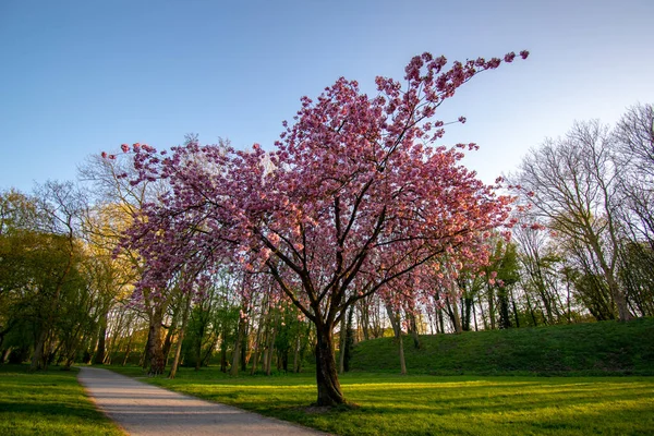 Gün Batımında Almanya Emden Bir Parkta Mor Çiçeklerle Açan Ağaçlar — Stok fotoğraf