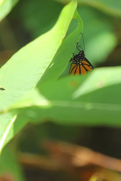 Tiro Seletivo Foco Monarch Butterfly Milkweed — Fotografia de Stock