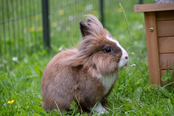 Eine Selektive Fokusaufnahme Eines Niedlichen Kleinen Hasen — Stockfoto