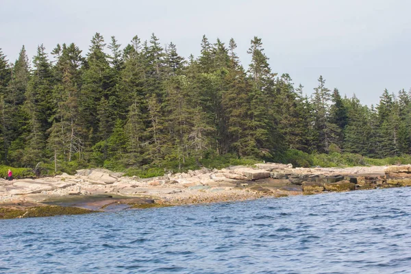 Maine Abd Yüksek Çam Ağaçları Olan Kayalık Bir Sahil — Stok fotoğraf