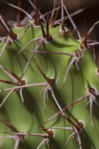 Vertical Closeup Shot Cactus Needles Texture —  Fotos de Stock