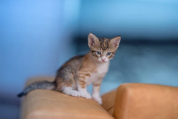 Eine Nahaufnahme Von Einem Sehr Niedlichen Kätzchen Auf Dem Sofa — Stockfoto