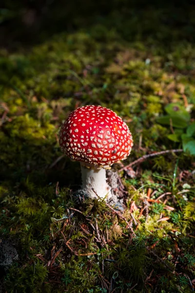 Vertical Closeup Shot Agaric Mushroom Growing Forest — Stock Photo, Image