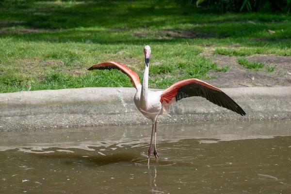 Belo Tiro Flamingo Único Abre Asas Zoológico — Fotografia de Stock