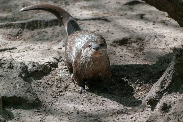 獲物を探す岩の上でカワウソのクローズアップショット — ストック写真