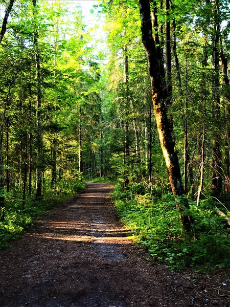 Longo Caminho Cercado Por Verdes Árvores Floresta — Fotografia de Stock