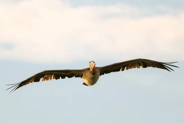 Nahaufnahme Eines Fliegenden Pelikans Bei Klarem Himmel — Stockfoto