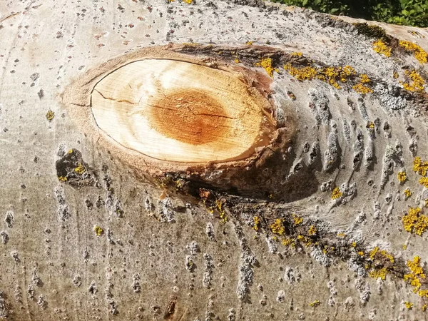 Primer Plano Del Tronco Árbol Después Cortar Una Rama — Foto de Stock