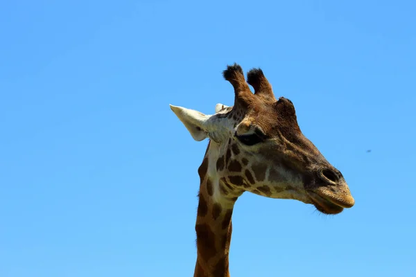 Избирательный Снимок Очаровательного Жирафа Голубым Небом — стоковое фото