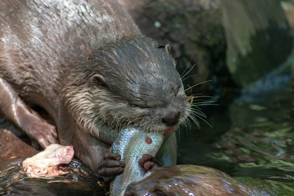 Gros Plan Une Loutre Dans Rivière Attrape Poisson — Photo