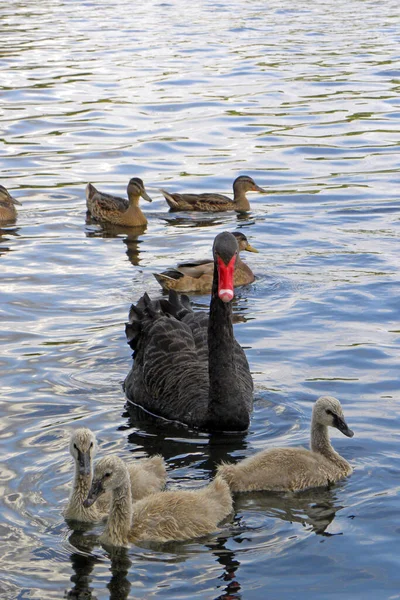 Vertical Closeup Shot Black Swan Its Cygnets Swimming Lake — Stock Photo, Image