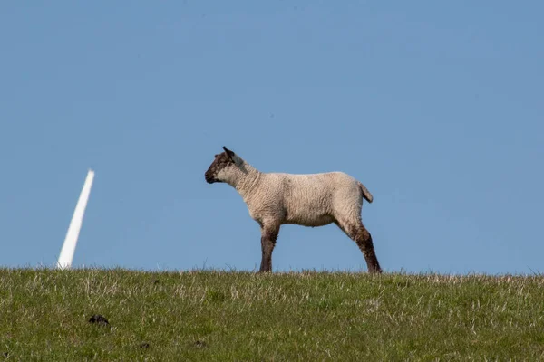 Closeup Shot Lamb Field — Stock Photo, Image