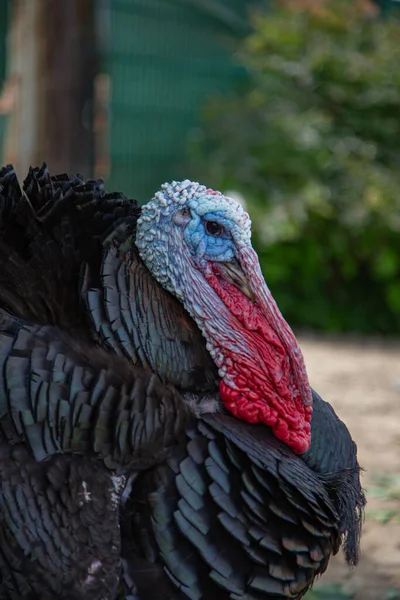 Primer Plano Pavo Salvaje Macho Sobre Fondo Borroso — Foto de Stock