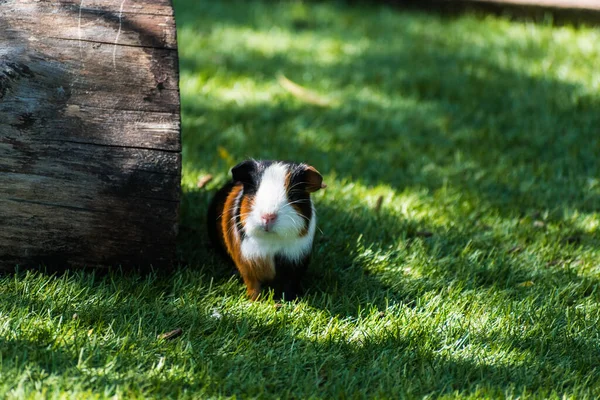 Gros Plan Adorable Cobaye Sur Herbe Verte Pendant Lumière Jour — Photo