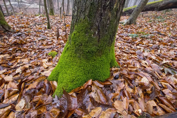 Fortryllende Syn Mosaikktrær Skogen Høstbladene – stockfoto