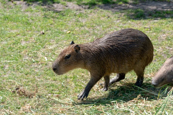 Close Uma Capivara Andando Zoológico Durante Dia — Fotografia de Stock